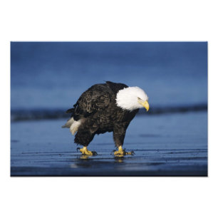 Bald Eagle Fotodruck