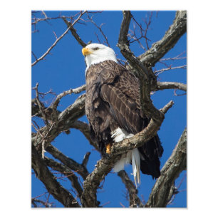 Bald Eagle Fotodruck