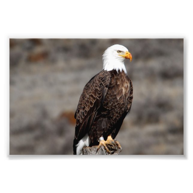 Bald Eagle Fotodruck (Vorne)