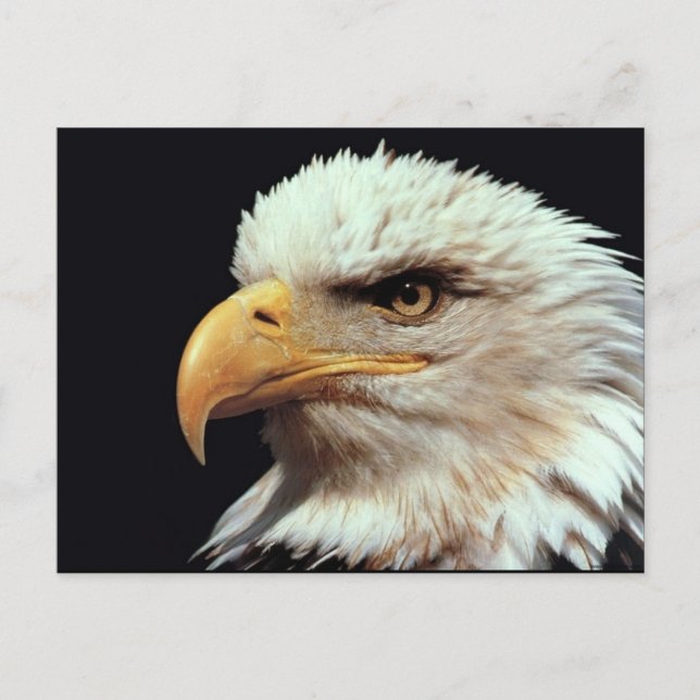 Bald Eagle Fotograf Postkarte (Vorderseite)