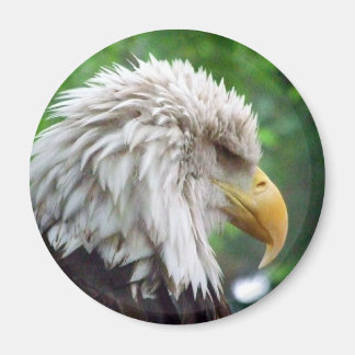 Bald Eagle Fotografie Magnet