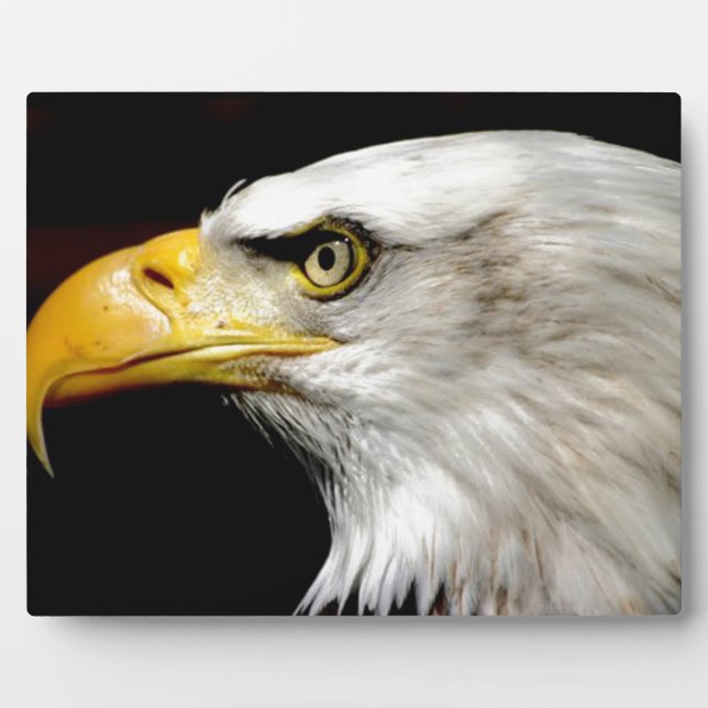 Bald Eagle Fotoplatte (Vorderseite)