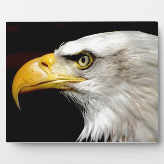 Bald Eagle Fotoplatte (Vorderseite)