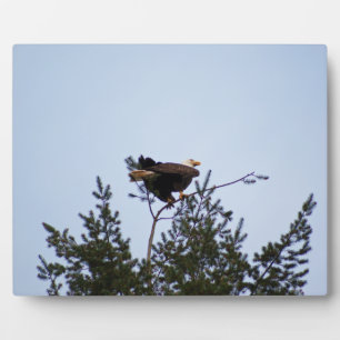 Bald Eagle Fotoplatte