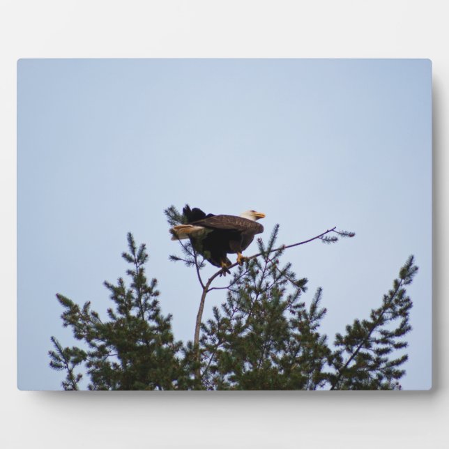 Bald Eagle Fotoplatte (Vorderseite)