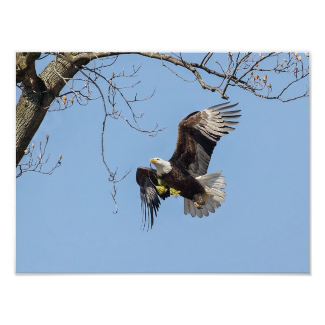 Bald Eagle Gebäude Supplies Fotodruck (Vorne)