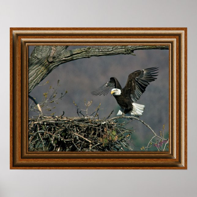 Bald Eagle 'Gerahmt Print' Poster (Vorne)