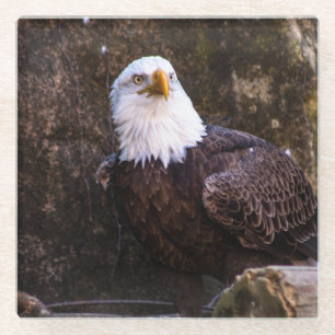 Bald Eagle Glasuntersetzer
