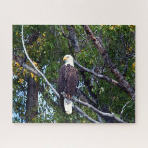 Bald Eagle Grand Teton Nationalpark Wyoming. Puzzle