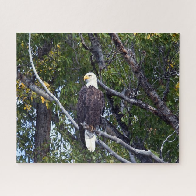 Bald Eagle Grand Teton Nationalpark Wyoming. Puzzle (Horizontal)