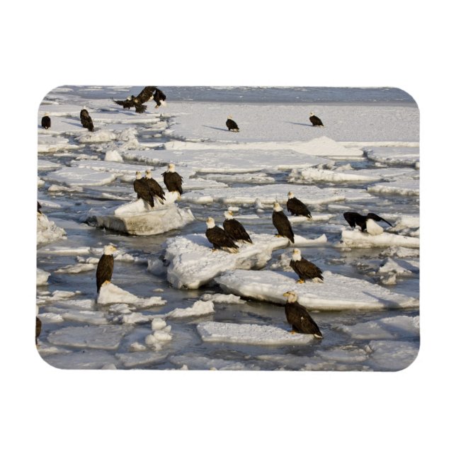 Bald Eagle, Haliäetus leucocephalus, Homer, 2 Magnet (Horizontal)