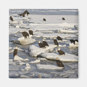 Bald Eagle, Haliäetus leucocephalus, Homer, 2 Magnet