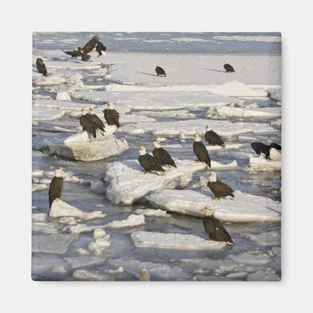 Bald Eagle, Haliäetus leucocephalus, Homer, 2 Magnet (Vorne)