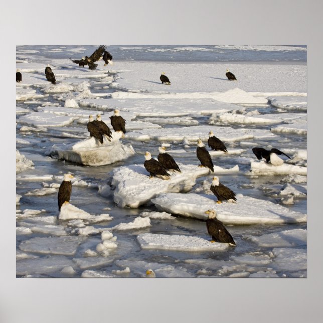 Bald Eagle, Haliäetus leucocephalus, Homer, 2 Poster (Vorne)