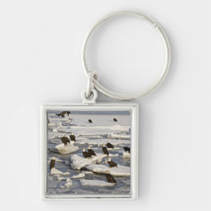 Bald Eagle, Haliäetus leucocephalus, Homer, 2 Schlüsselanhänger