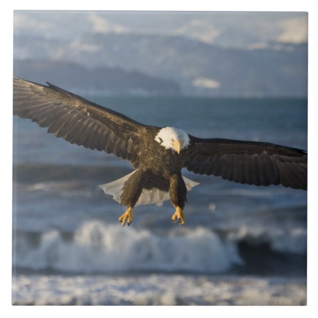 Bald Eagle, Haliäetus leucocephalus, Homer, 3 Fliese (Vorderseite)