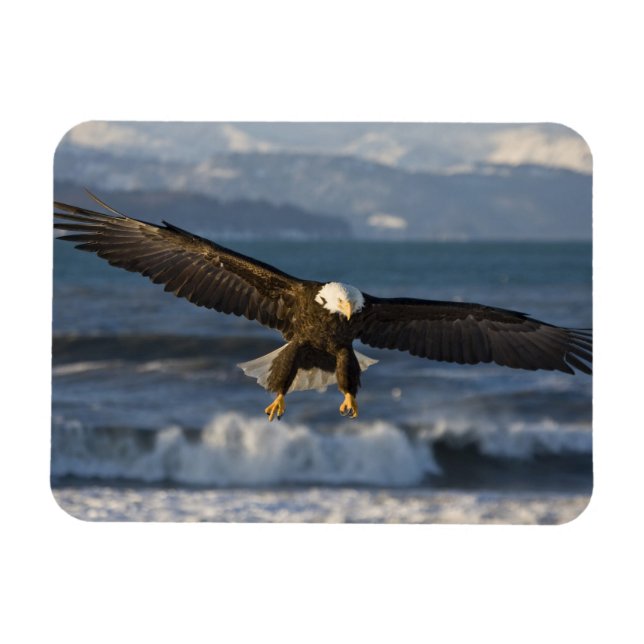 Bald Eagle, Haliäetus leucocephalus, Homer, 3 Magnet (Horizontal)