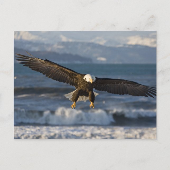 Bald Eagle, Haliäetus leucocephalus, Homer, 3 Postkarte (Vorderseite)