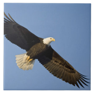 Bald Eagle, Haliäetus leucocephalus, Homer, 4 Fliese
