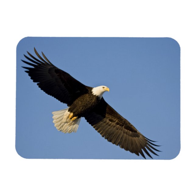 Bald Eagle, Haliäetus leucocephalus, Homer, 4 Magnet (Horizontal)