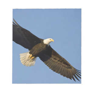 Bald Eagle, Haliäetus leucocephalus, Homer, 4 Notizblock