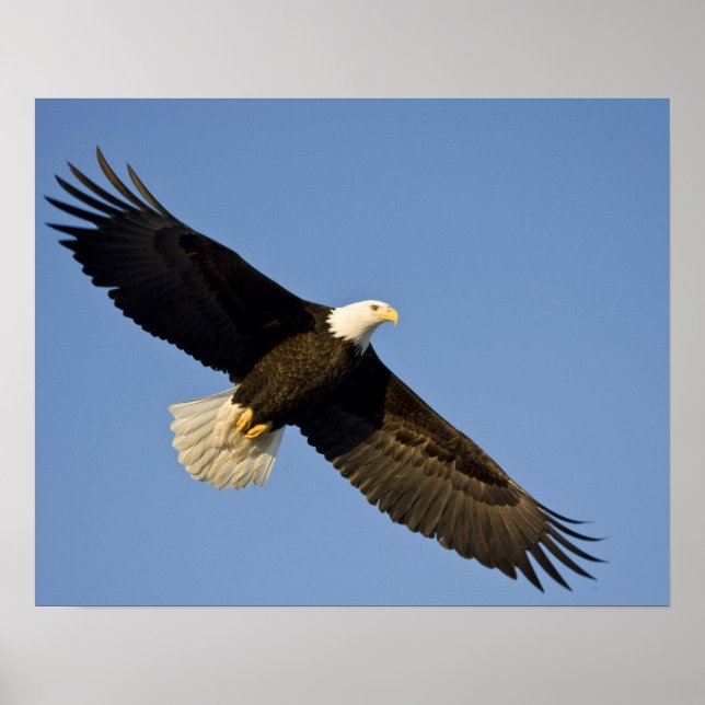 Bald Eagle, Haliäetus leucocephalus, Homer, 4 Poster (Vorne)