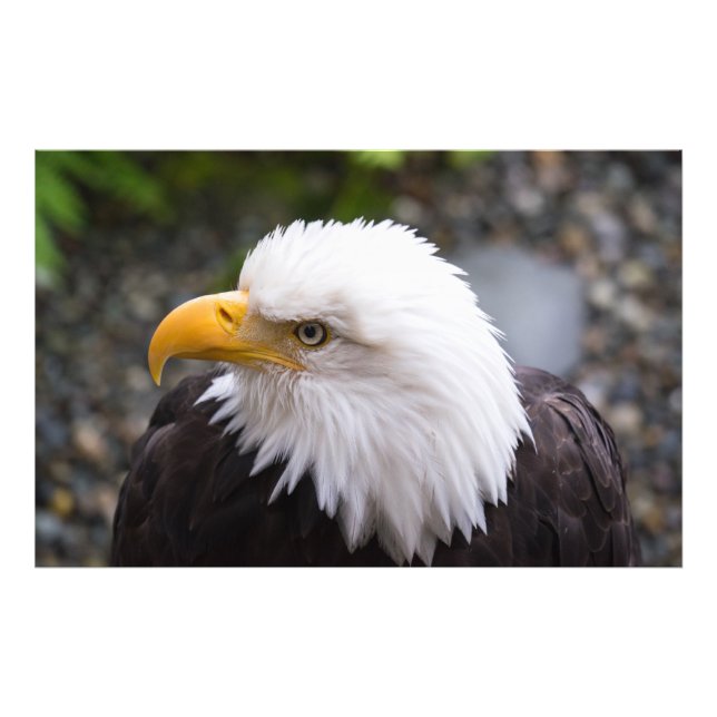 Bald Eagle Head Foto (Vorne)