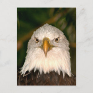 Bald Eagle Head über Fotodesign Postkarte