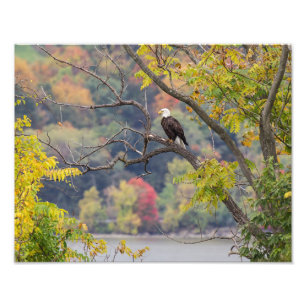 Bald Eagle Herbst Fotodruck