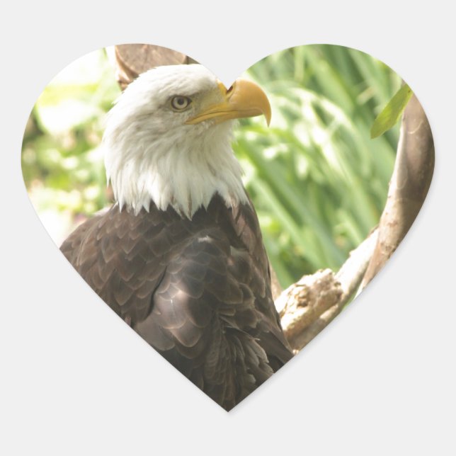 Bald Eagle Herz-Aufkleber (Vorderseite)