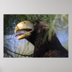 Bald Eagle Hiding Poster