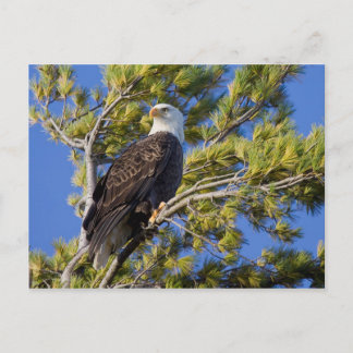 Bald Eagle II Postkarte