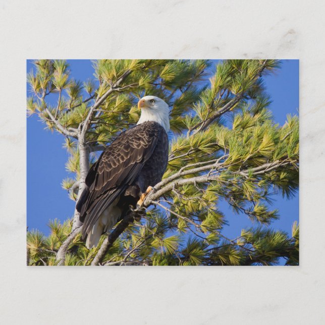 Bald Eagle II Postkarte (Vorderseite)
