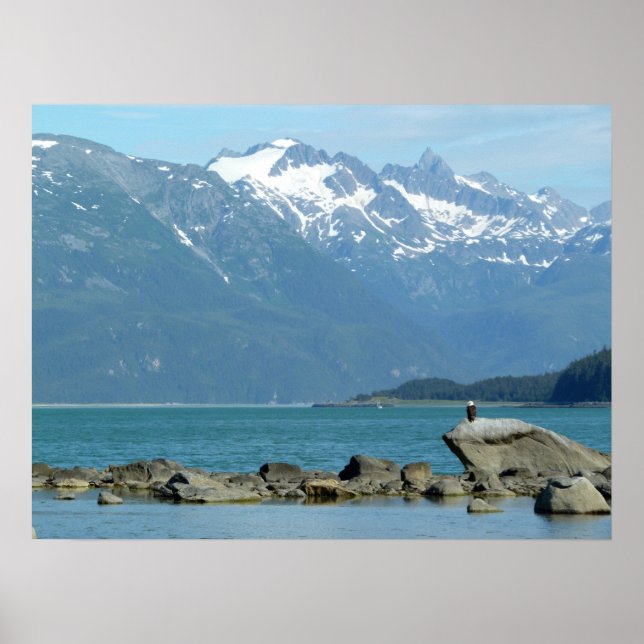 Bald Eagle im Skagway Alaska Poster (Vorne)
