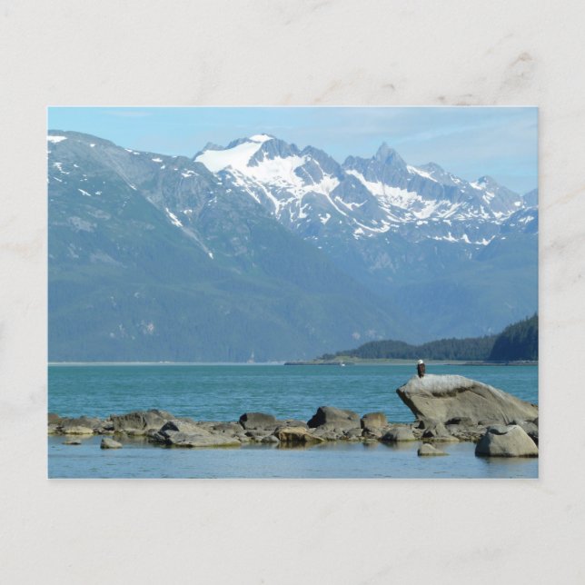 Bald Eagle im Skagway Alaska Postkarte (Vorderseite)