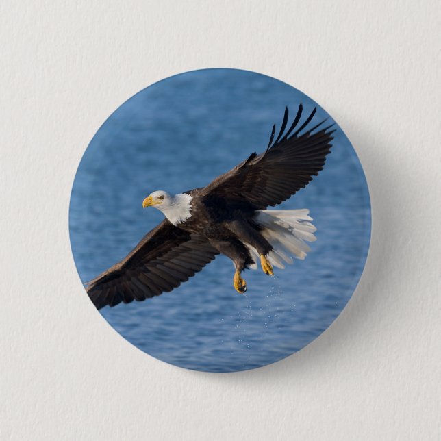Bald eagle in flight button (Vorderseite)