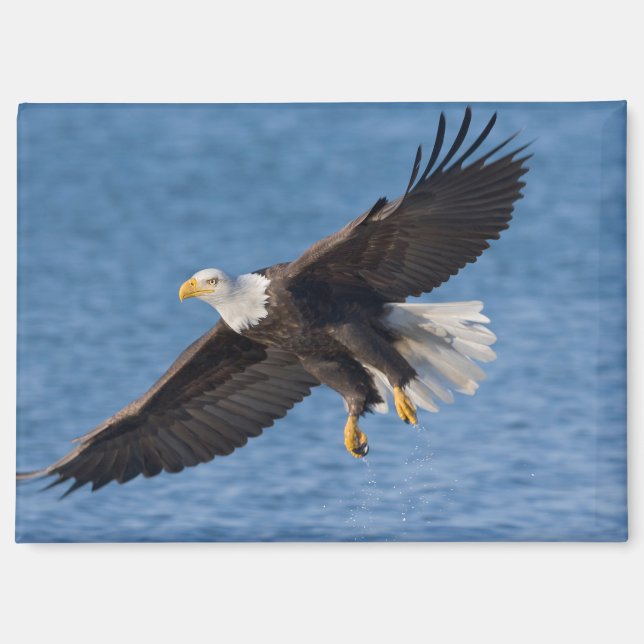Bald eagle in flight magnet (Vorderseite)
