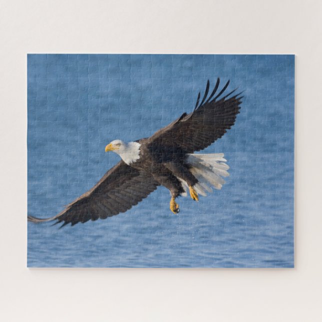 Bald eagle in flight puzzle (Horizontal)