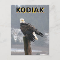 Bald Eagle in Kodiak, Alaska