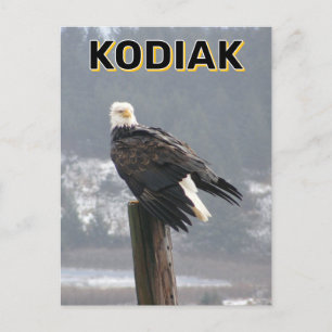 Bald Eagle in Kodiak, Alaska Postkarte