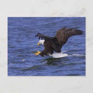 Bald Eagle IV Postkarte
