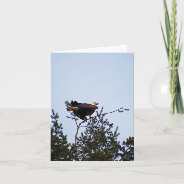 Bald Eagle Karte (Vorderseite)