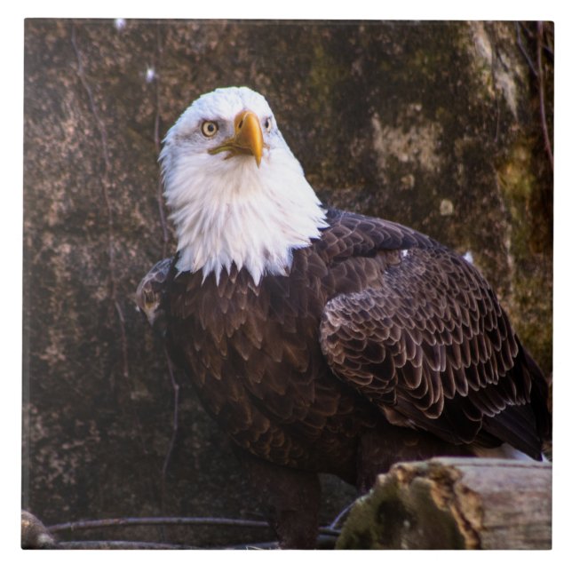 Bald Eagle Keramik Tile Fliese (Vorderseite)