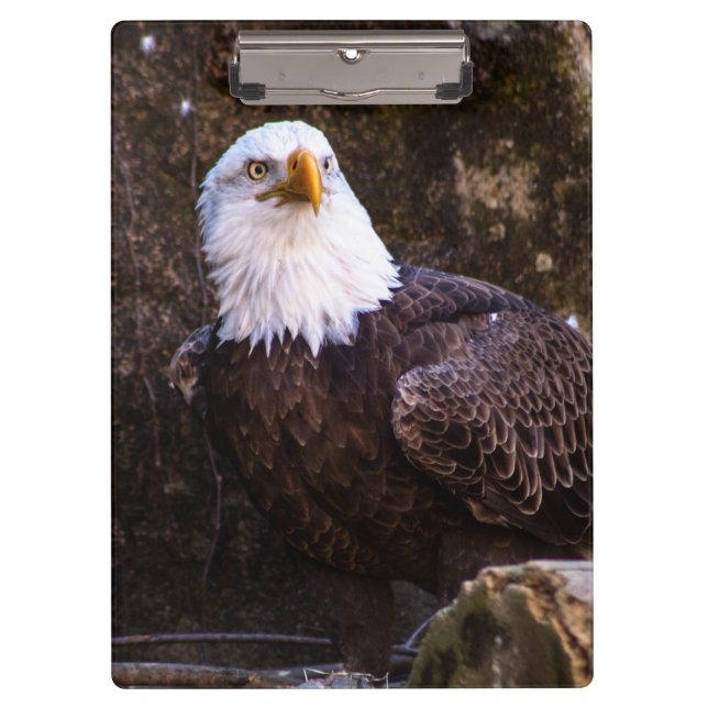 Bald Eagle Klemmbrett (Vorderseite)