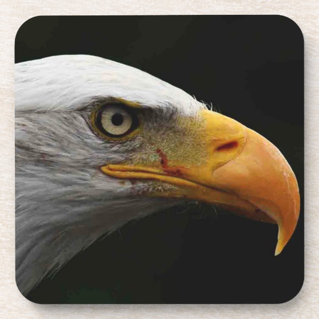 Bald Eagle Küstenercna Getränkeuntersetzer (Vorderseite)