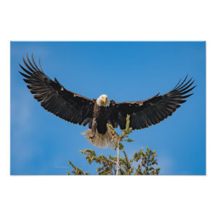 Bald Eagle Landing Fotodruck