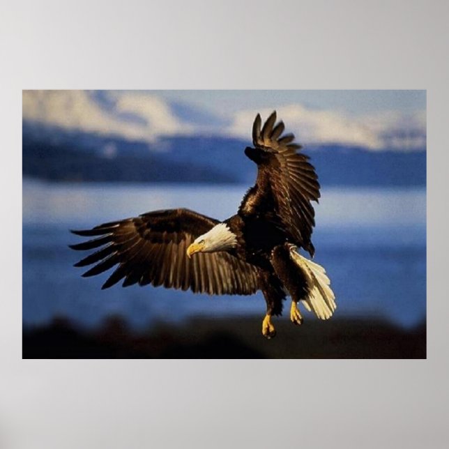 Bald Eagle Landing Poster (Vorne)