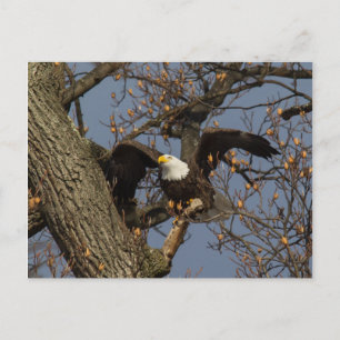 Bald Eagle Launch Postkarte