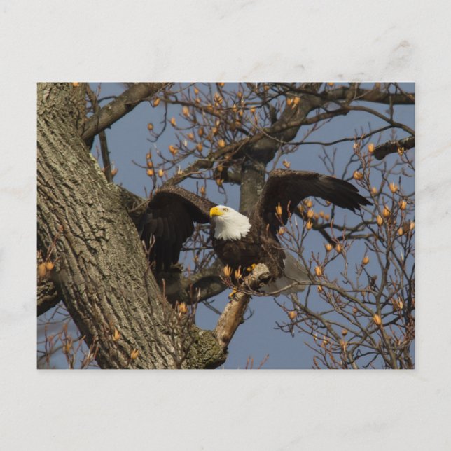 Bald Eagle Launch Postkarte (Vorderseite)