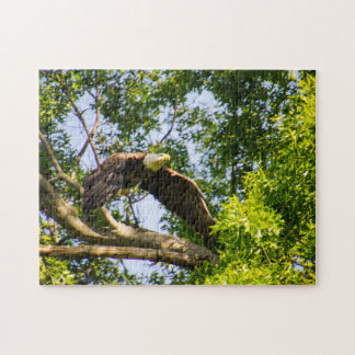 Bald Eagle Launch Puzzle